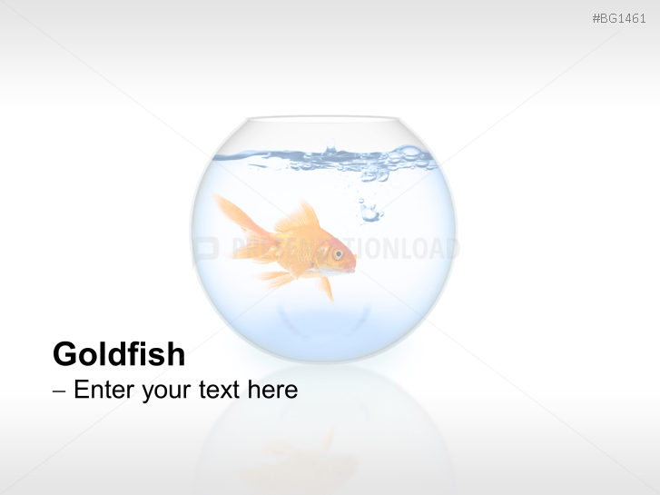 Goldfish