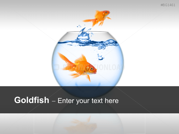 Goldfish