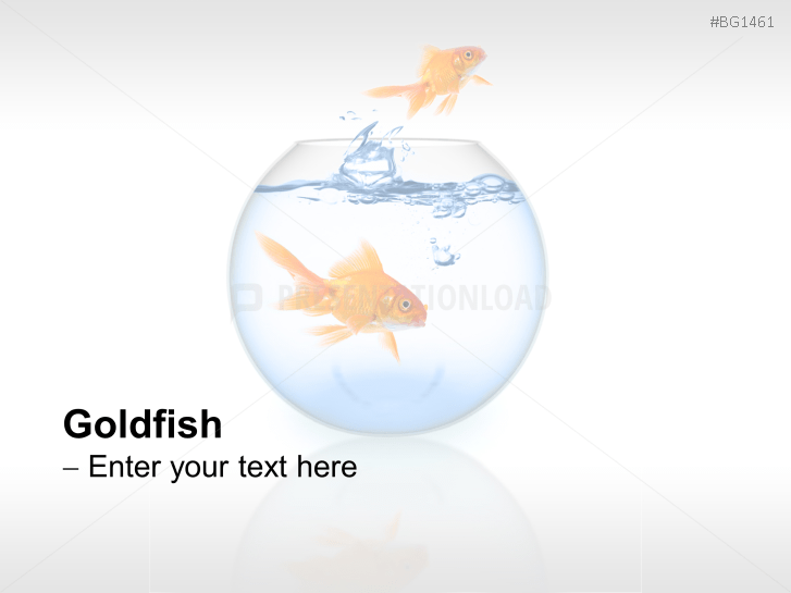 Goldfish
