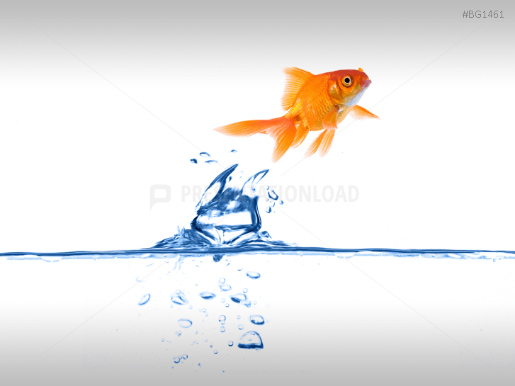 Goldfish