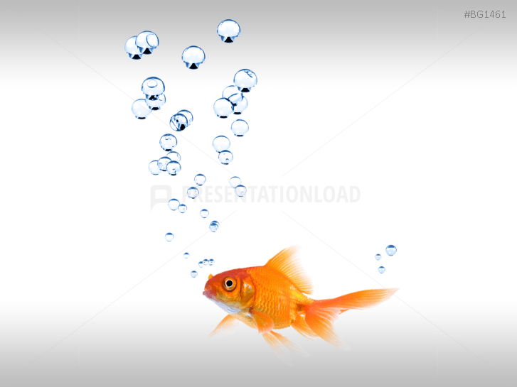 Goldfish